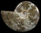 Polished, Agatized Ammonite (Cleoniceras) - Madagascar #59865-1
